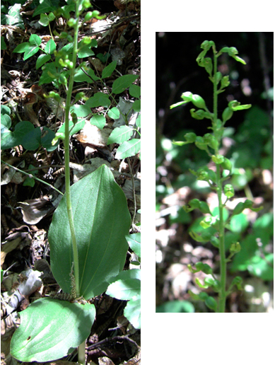 Neottia ovata